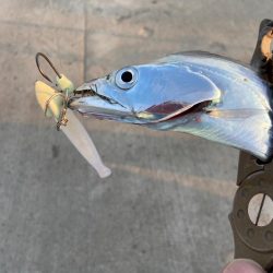 最強アクション実証、夏太刀魚攻略