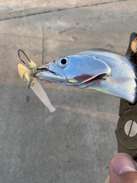 最強アクション実証、夏太刀魚攻略