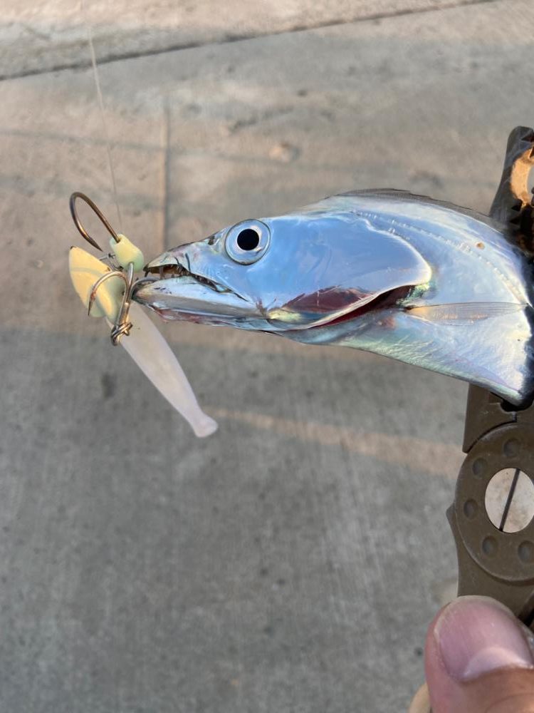 最強アクション実証、夏太刀魚攻略