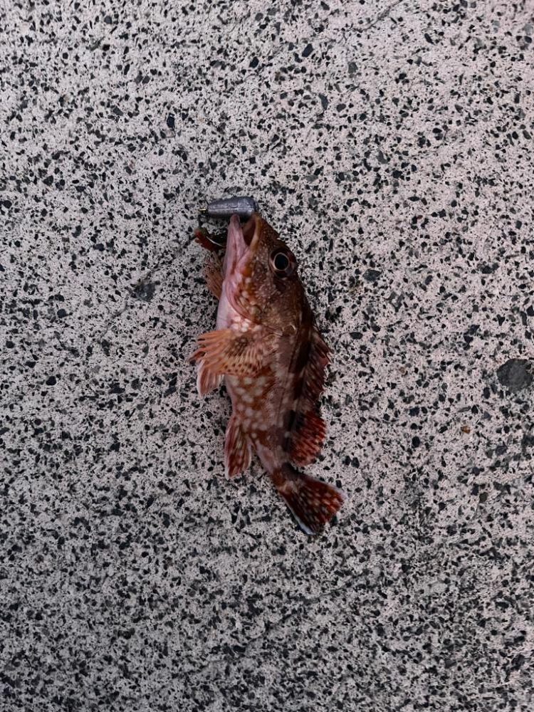 今日もアコウ、ガシラ!