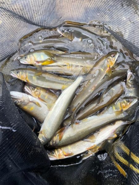 初心者の鮎掛け