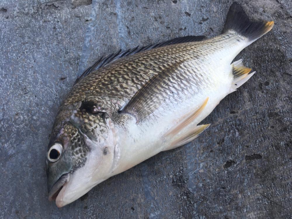 カタクチノマセ