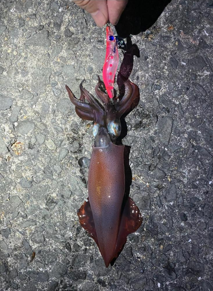 はじめての イカ