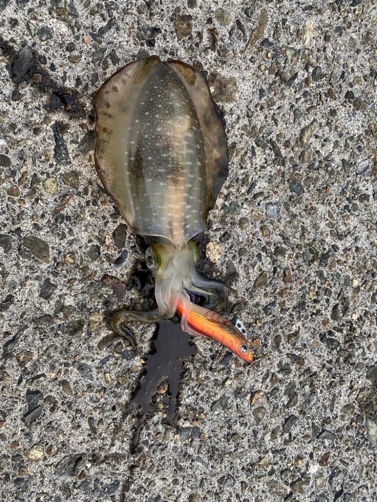 仕事終わりに1時間程度アオリ調査