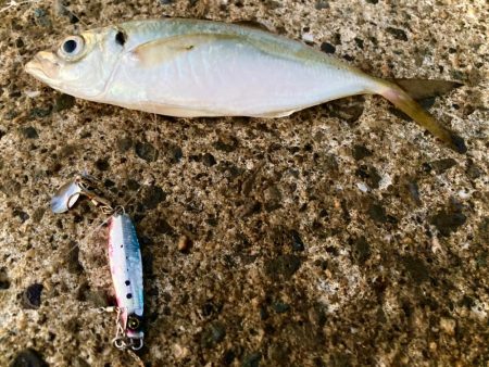 マキマキ＋ジグサビキで中アジ狙いにゃ！