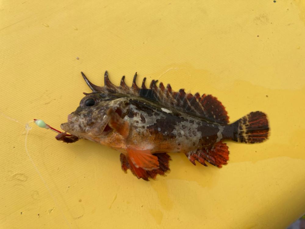 え?イシガキダイ?