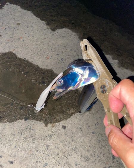 太刀魚シーズン開幕