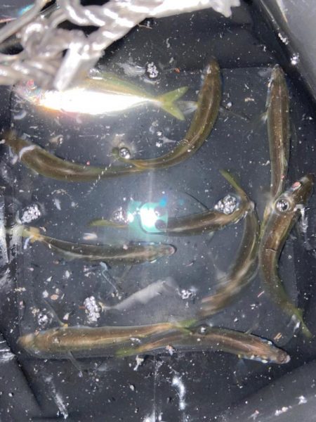 豆アジングにライトロック