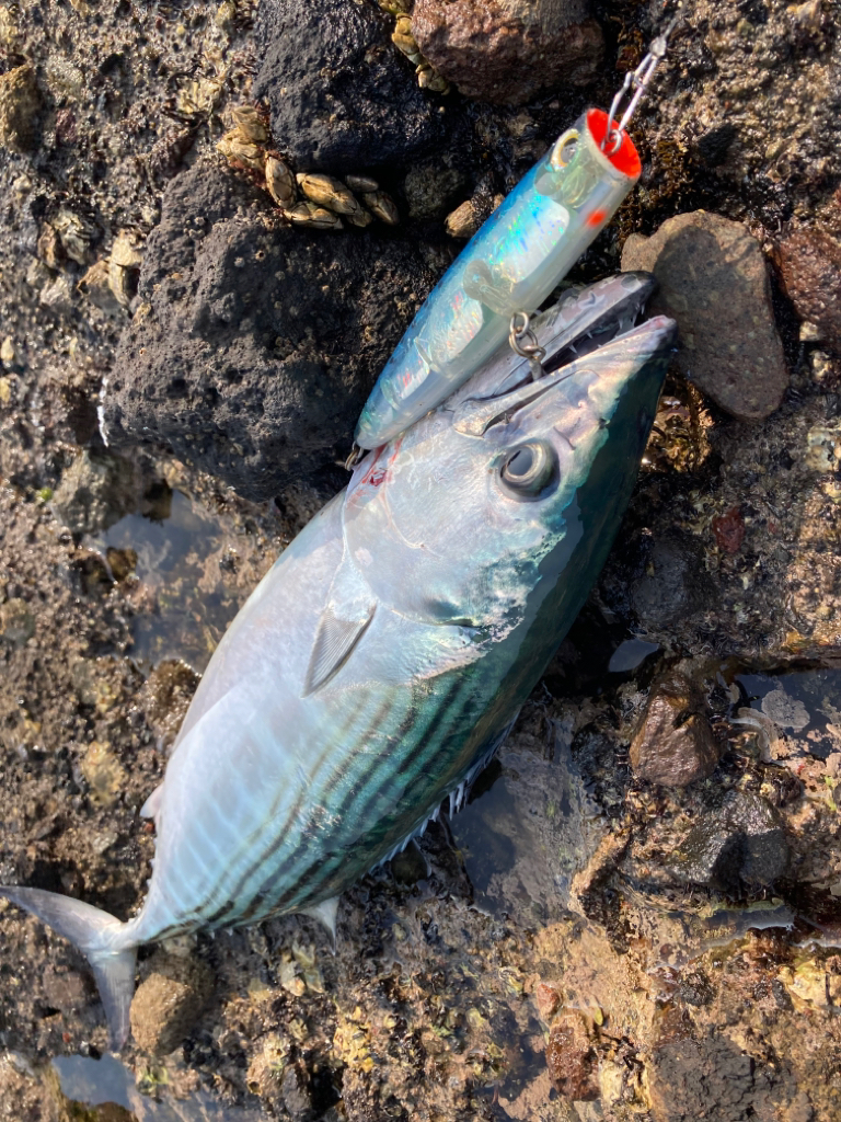 ショアジギング青物