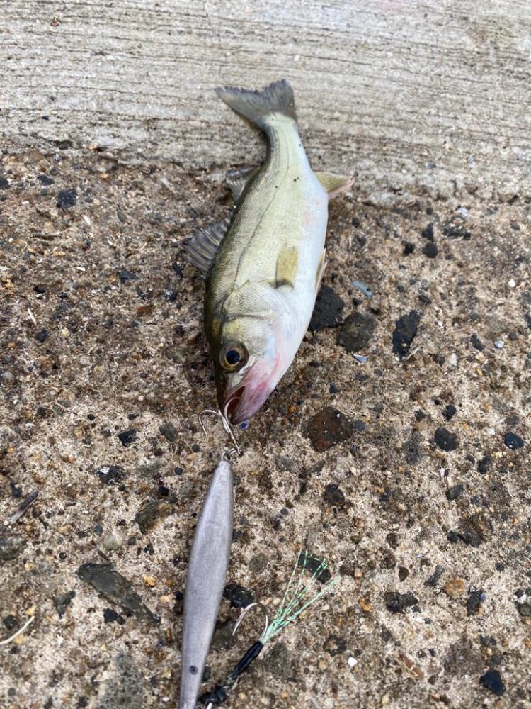 苦潮のチーバス