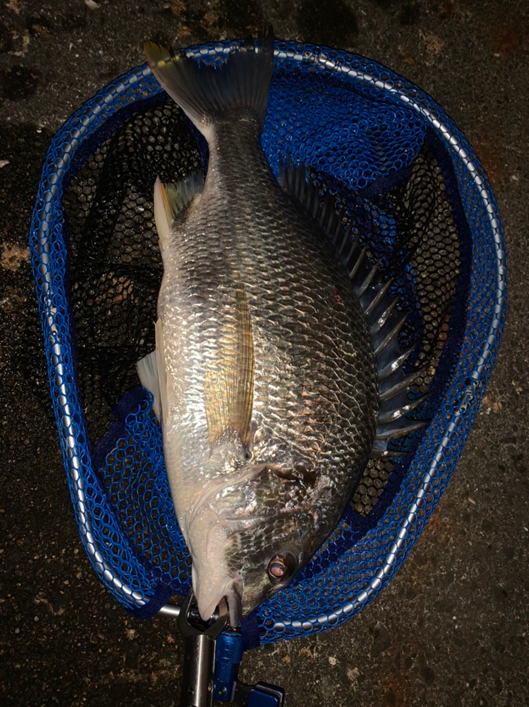 淀川のチニングでついに年無しが！