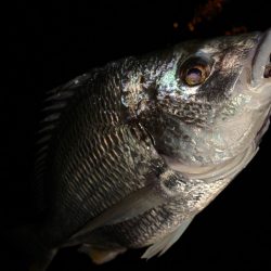 チヌの年無しに挑戦！