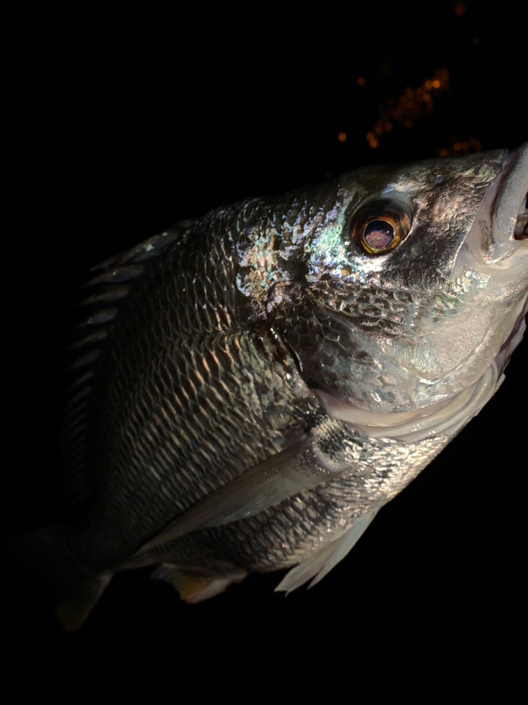 チヌの年無しに挑戦！