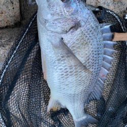 チニング  雨最強