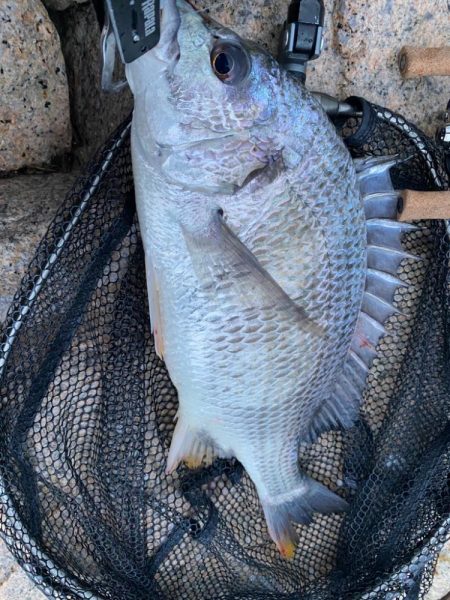 チニング  雨最強