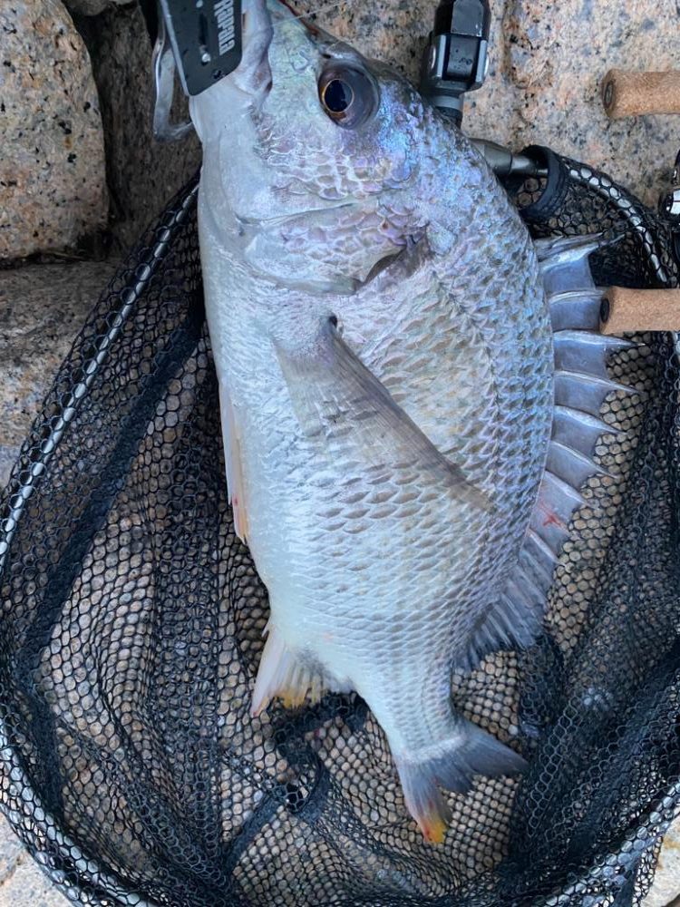 チニング  雨最強