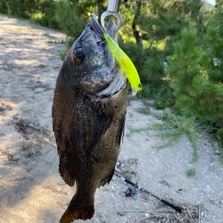 トップチニング！！