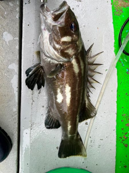 銚子沖、根魚五目