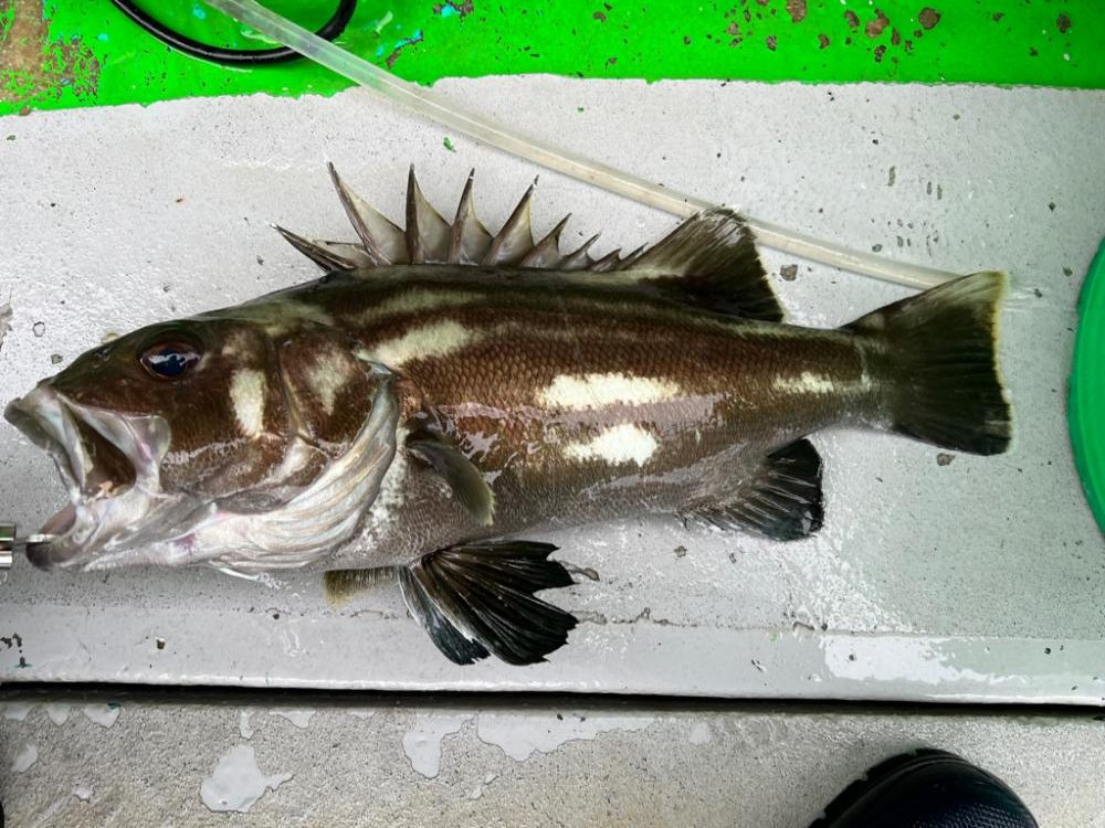 銚子沖、根魚五目