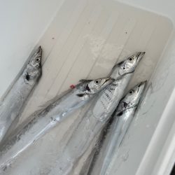 タチウオジギング