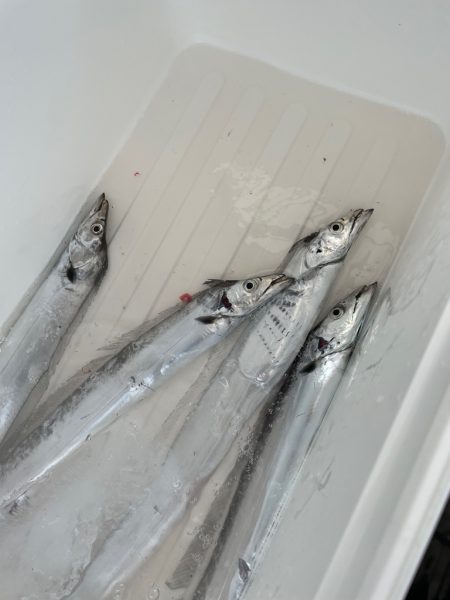 タチウオジギング