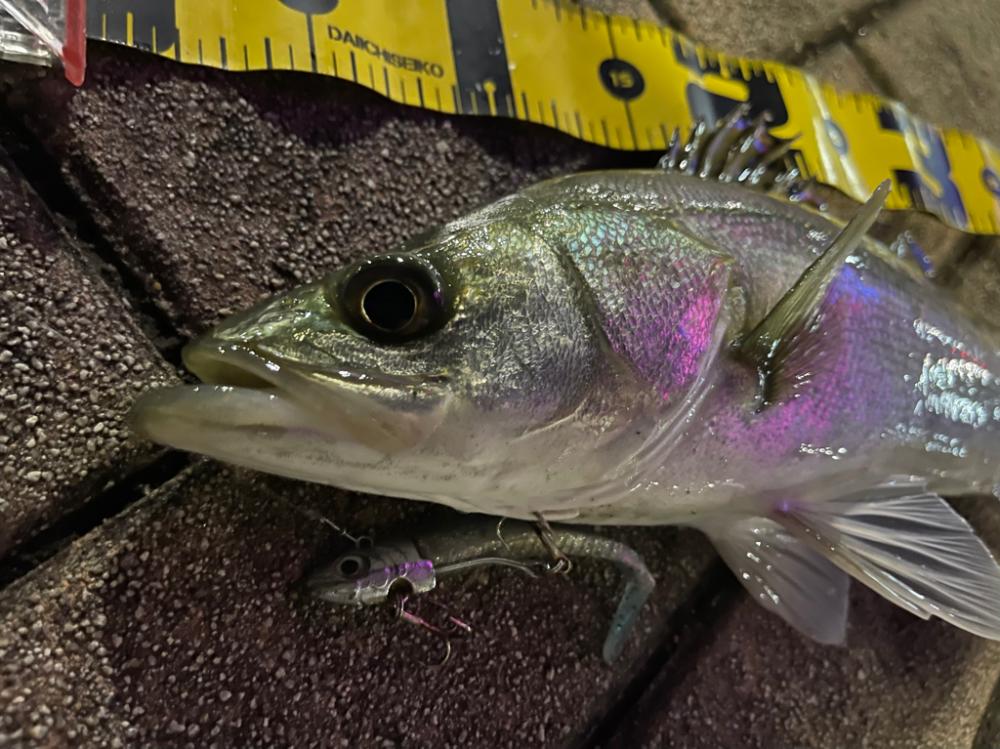 久しぶりのナイトシーバス