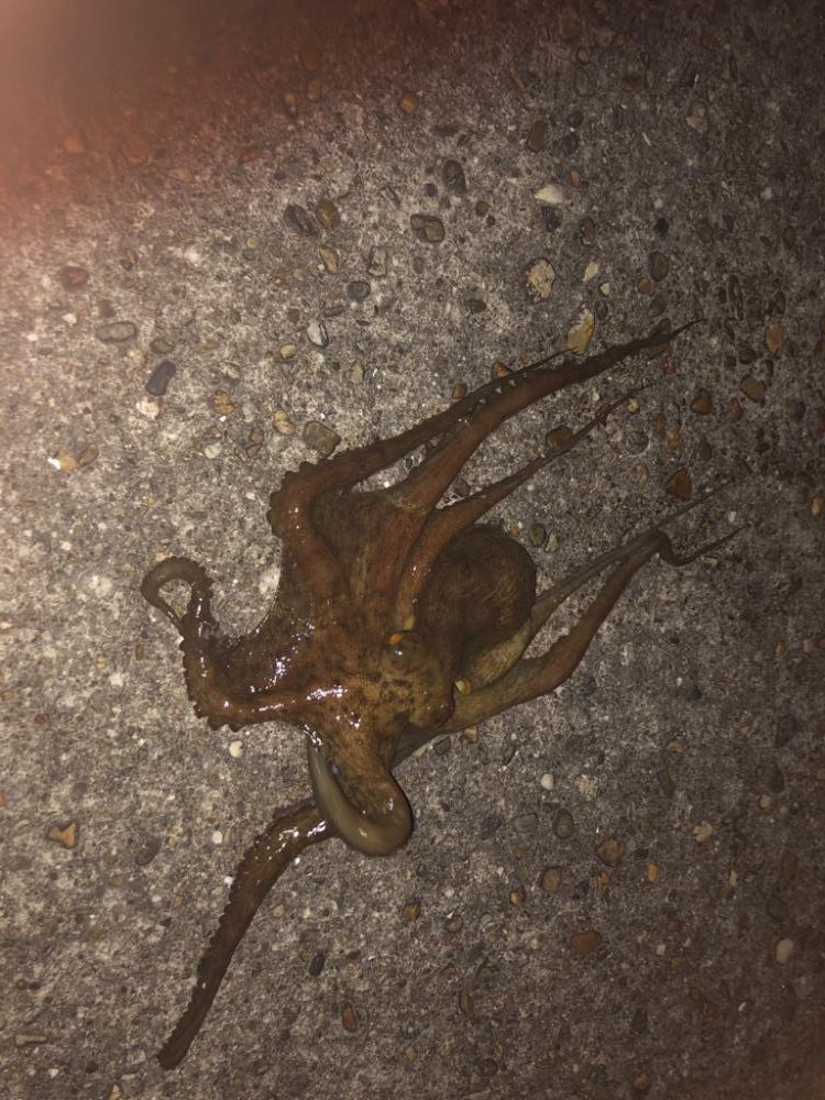 リベンジマッチ！