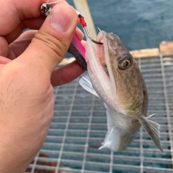 まだまだ釣れてます！