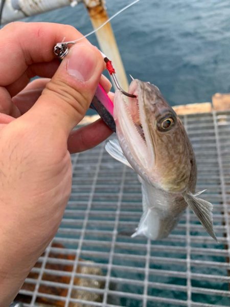 まだまだ釣れてます！