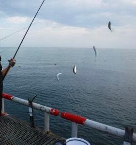 とっとパーク小島で飲ませサビキ☆