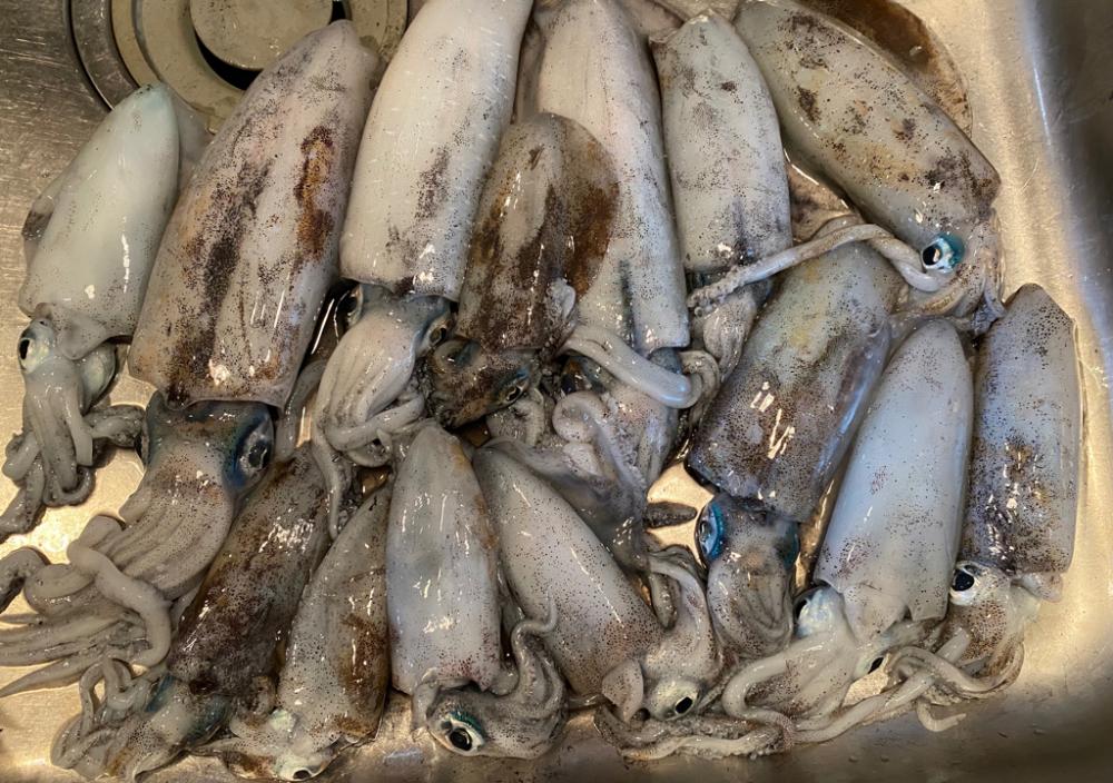 アオリイカ開幕戦