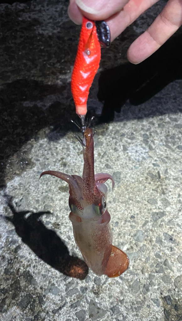 イカ イカ イカ