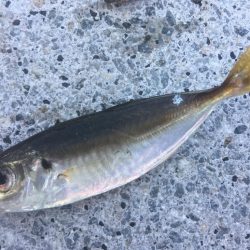 ファミリーフィッシング　イン　サマー