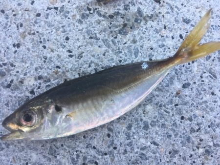 ファミリーフィッシング　イン　サマー