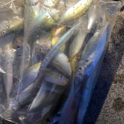 いろいろ五目釣り