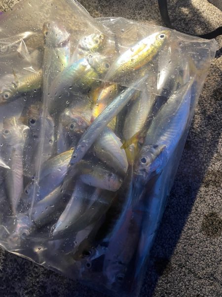 いろいろ五目釣り