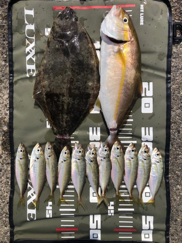 トリックサビキからの泳がせ