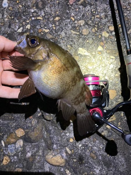 真夏のライトゲーム