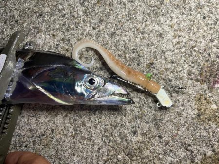 タチウオテンヤゲーム！