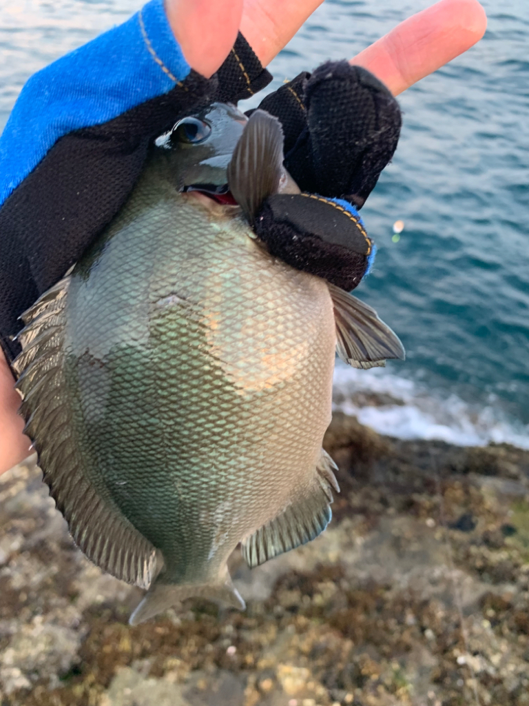 夏の磯は餌取りパラダイス