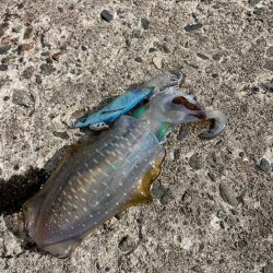 秋イカシーズン！今年はサイズがいい！