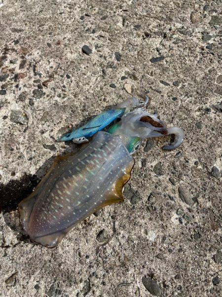 秋イカシーズン！今年はサイズがいい！