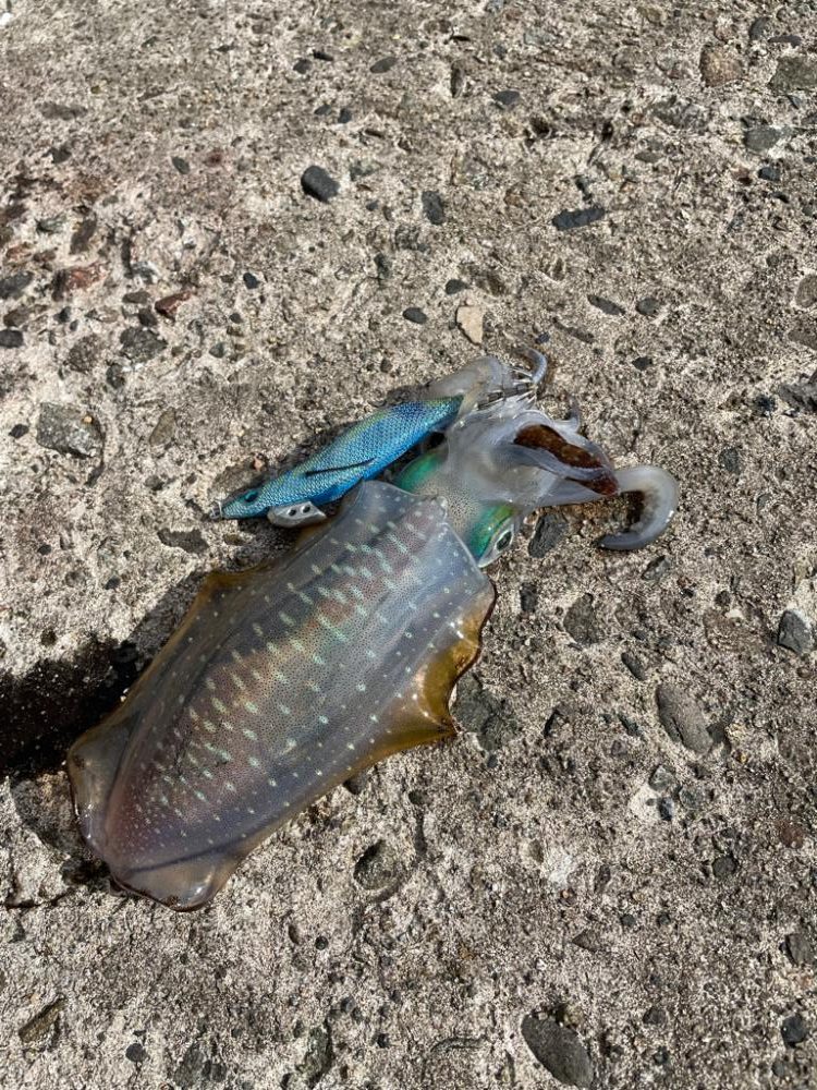 秋イカシーズン!今年はサイズがいい!