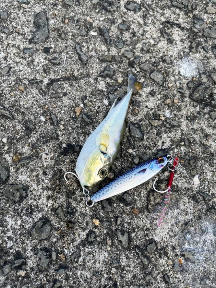 3年ぶりのショアジギ