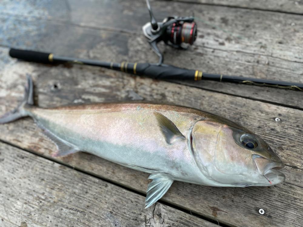 真夏の暑さに負けそう