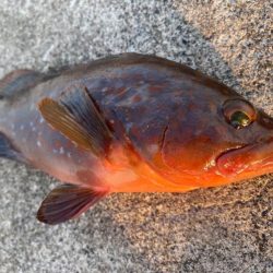 赤みの強いアコウ