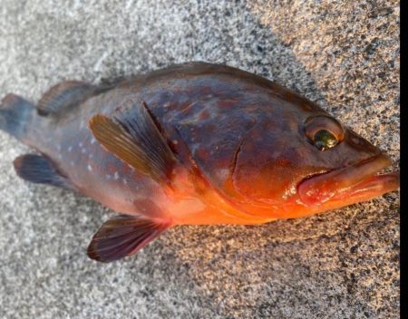 赤みの強いアコウ