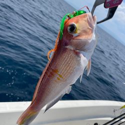 ウミックレンタルボートでの釣果