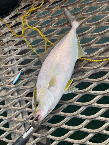 トットパーク小島で釣りたい魚全部ゲット