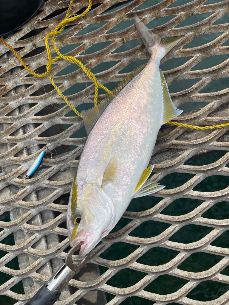 トットパーク小島で釣りたい魚全部ゲット